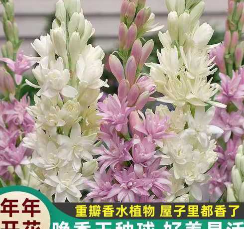 满屋都香了成语是什么 红锈添香是什么意思有近意成语吗