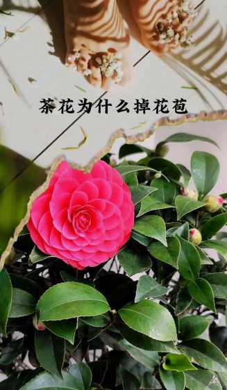 山茶花花为什么容易掉 山茶花刚开就脱落是什么原因