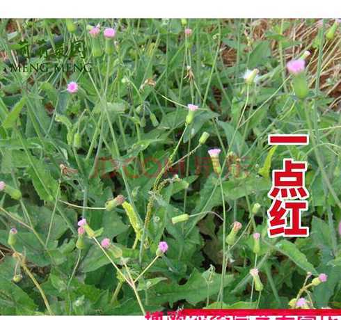 草籽种下什么时候出呀 草籽怎么种植