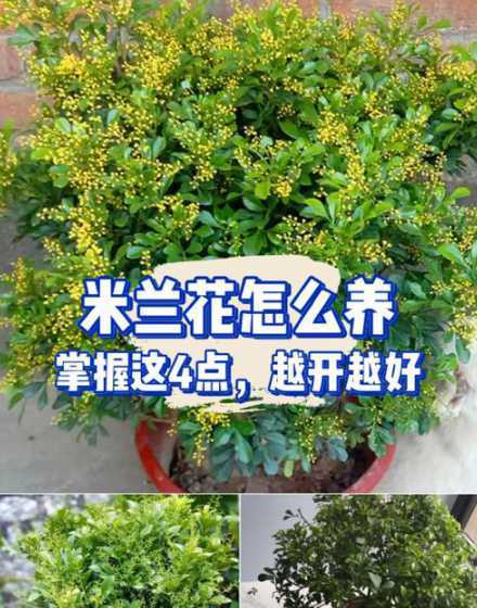 米兰花的养殖怎么过冬 米兰花的养殖方法过冬