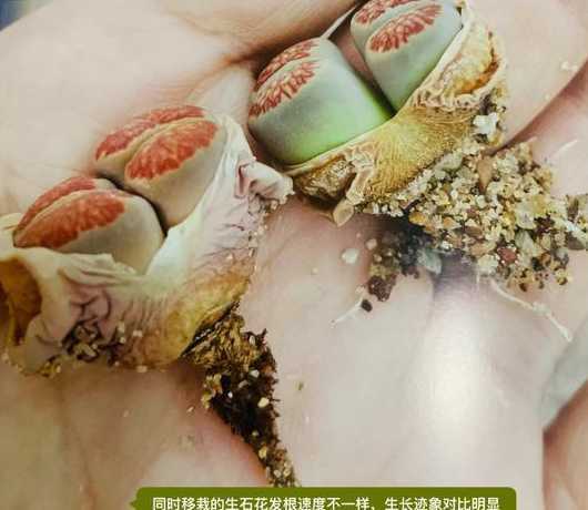 僵苗生石花怎么办 生石花僵苗怎么办