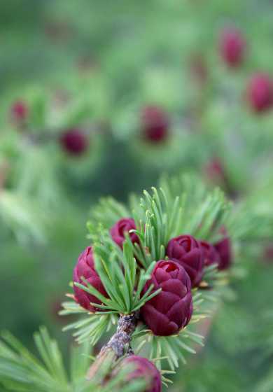 松树下适合种植什么花 东北地区阳坡松树林下适合种什么树
