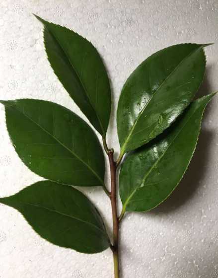 什么茶花的叶子非常小 茶花什么月份开始长叶子