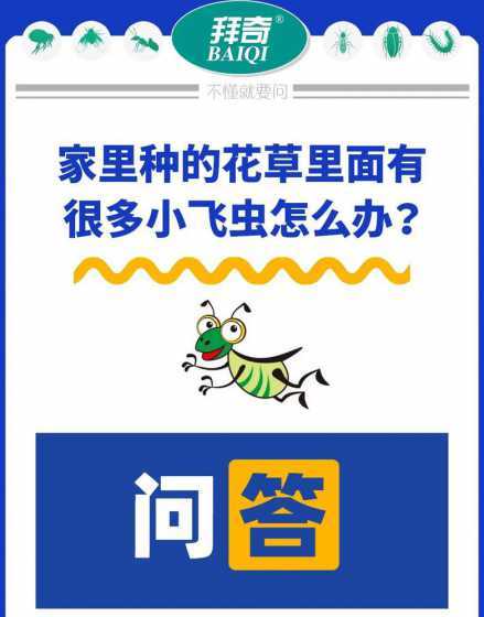 家养的花有飞虫怎么办 家里养花,有很多小飞虫,怎么办
