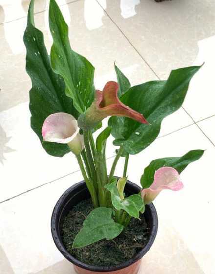 马蹄莲为什么冬天开花 马蹄莲冬天开花吗冬季养殖开花方法