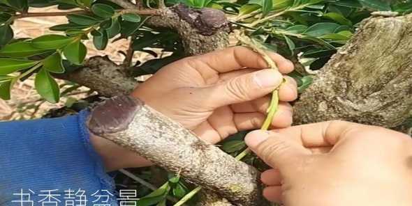 小叶黄杨可以嫁接什么 小叶黄杨树如何嫁接变成盆景树