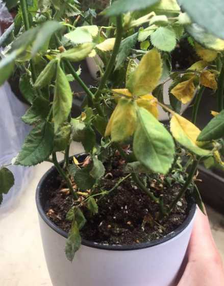 玫瑰花花叶变黄怎么办 玫瑰花叶子发黄干枯怎么办