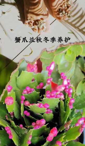 蟹爪莲花冬天怎么养殖 蟹爪莲花期施什么肥最有营养