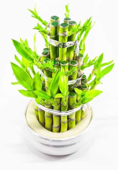 富贵竹为什么代表富贵 可给你带来富贵吉祥的风水植物——富贵竹