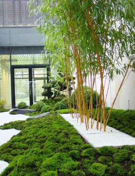 庭院种什么名贵的竹子 十大名贵竹子品种有哪些