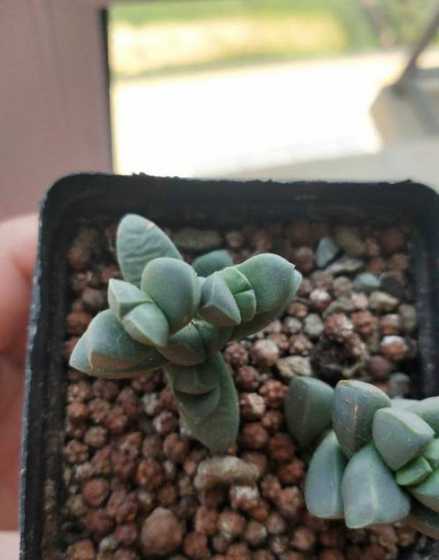 鹿角海棠的花语是什么 什么花适合送人