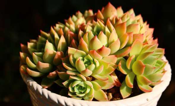 多肉植物都有什么颜色 多肉植物都有哪些颜色 十大最漂亮的多肉植物