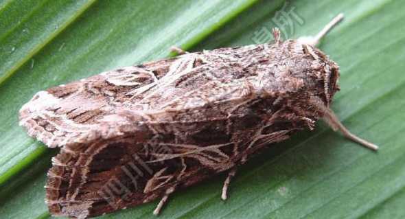 常见的草坪虫害有哪些 草坪的常见虫害有哪些如何防治