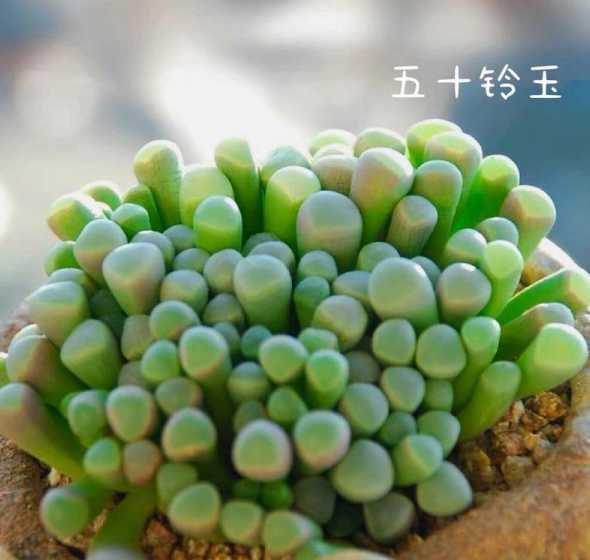 多肉五十铃玉怎么繁殖 多肉植物五十铃玉怎么养护,有什么生长习性和注意事项