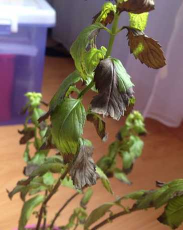 我的薄荷为什么会枯叶 薄荷黄叶枯叶怎么办