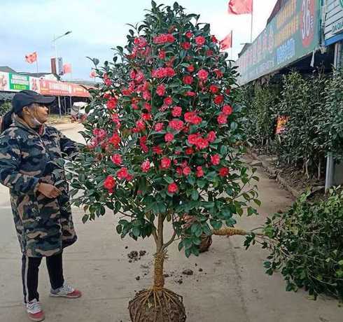 山茶花小苗多少钱一棵 茶梅小苗价格多少钱一棵茶梅的养殖方法和注意事项有哪些