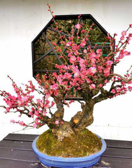 梅花盆景用什么铺面好 梅花盆景用什么土