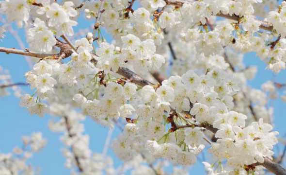 白色的樱花品种叫什么 白色樱花是什么品种