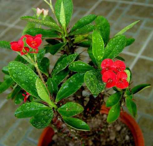 花麒麟花怎么养殖方法 扇贝麒麟花的养殖方法