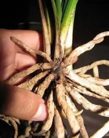 为什么养兰花要软植料 养兰花用粗植料好还是细植料好