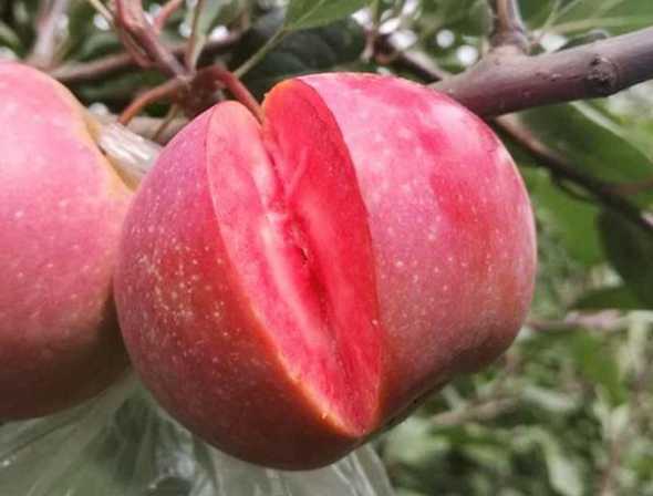 红肉苹果种植前景如何 陈学森培育的红肉苹果市场前景