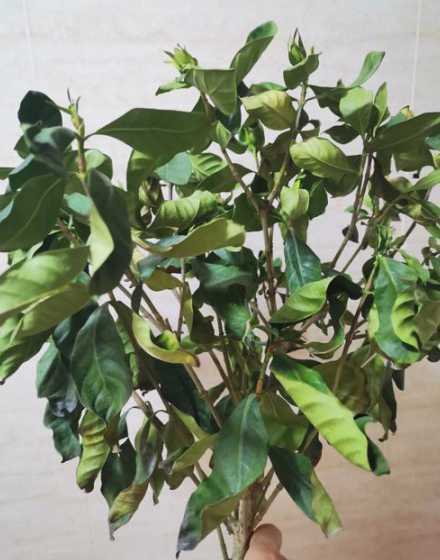 栀子花干枯了怎么救活 栀子花枯萎了怎么救活