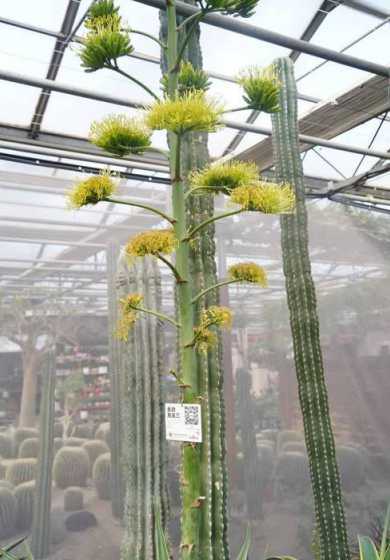 龙舌兰植物怎么长得快 龙舌兰植物怎么养护