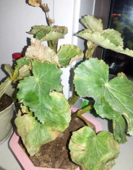 四季海棠为什么坏叶子 四季海棠叶子为什么总是枯,求指教