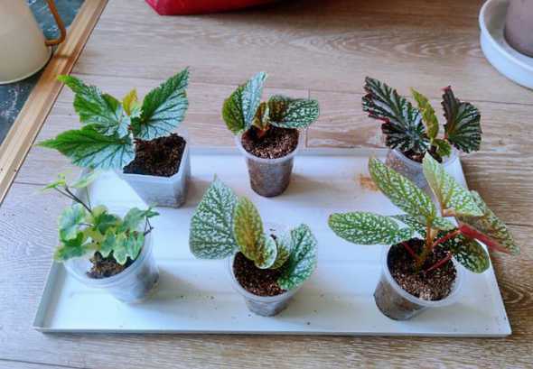 秋天可以扦插哪些树木 秋天适合种植什么植物