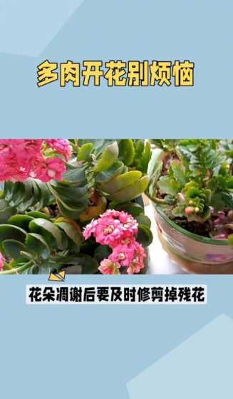 多肉开花时候怎么养护 多肉开花后怎么处理