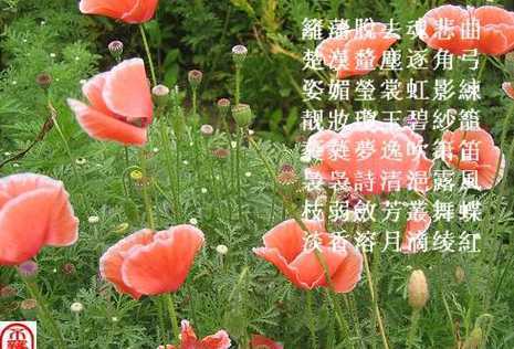 花虞美人下句是什么 描写虞美人花的句子30句