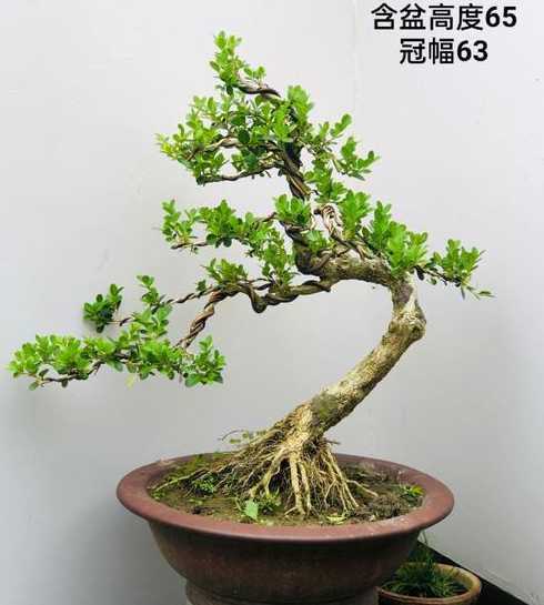 黄杨的价格多少钱一斤 小叶黄杨木什么价格