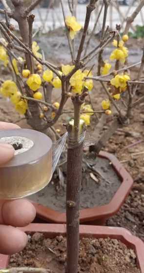 腊梅一般用什么树嫁接 腊梅可以嫁接到什么树上 腊梅可以嫁接的树种介绍