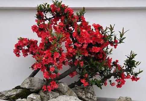 为什么家里不养海棠花 家里为什么不能养海棠花