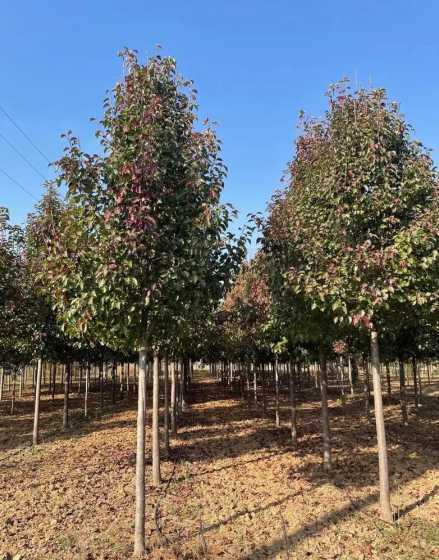 彩叶豆梨有多少个品种 彩叶豆梨品种介绍