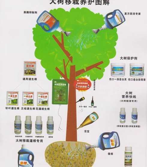 大树一般什么时候移栽 什么时候移树苗最好