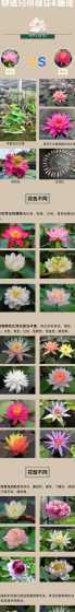 荷花可以和什么作对比 荷花和玫瑰花作对比