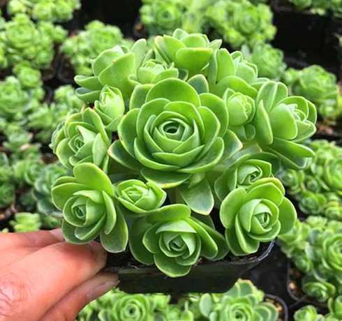 什么花对防辐射有作用 什么植物防辐射