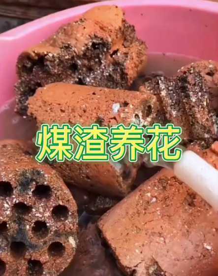炉渣怎么处理才能养花 什么样的炉渣可以养花