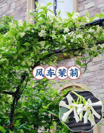 风车茉莉这个花怎么样 风车茉莉的花语和寓意是什么