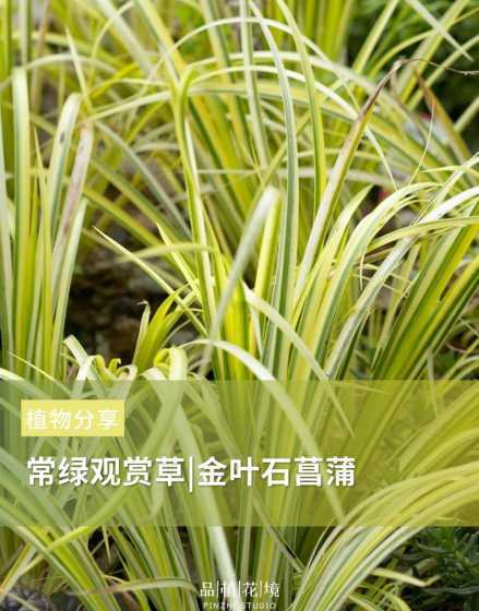 金叶石菖蒲多少钱一株 金叶石菖蒲耐寒多少度