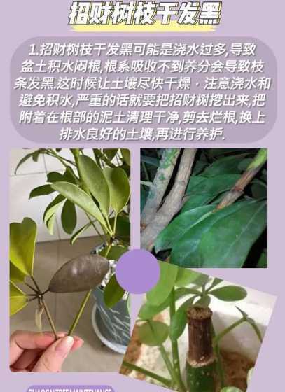 发财树掉叶子怎么处理 发财树施肥过多掉了很多叶子怎么办