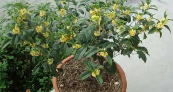 北方冬天桂花怎么管理 桂花树在北方冬天如何管理