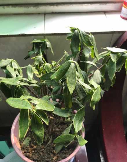 金边瑞香落叶什么原因 金边瑞香落叶应该怎样处理,如果换盆有什么注意事项