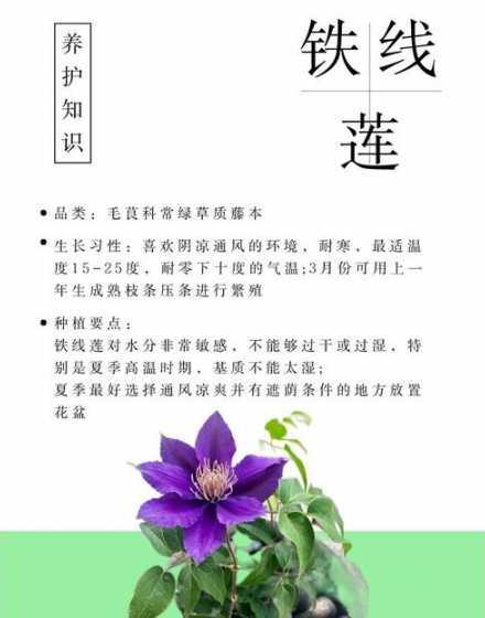 铁线莲在夏天怎么养护 铁线莲约瑟芬夏天怎么养护铁线莲约瑟芬夏天如何养护