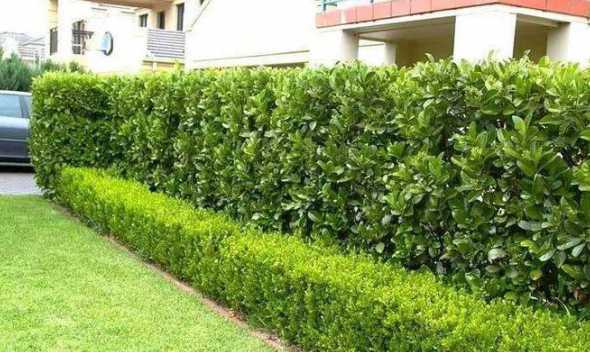 常做绿篱的植物有哪些 四季常绿,可以做绿篱的植物有哪些