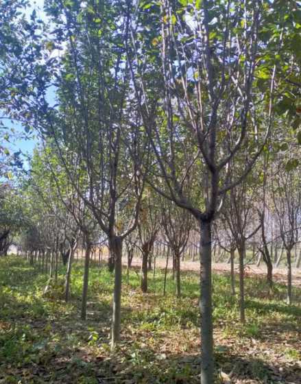 3公分西府海棠多少钱 海棠树能活多少年