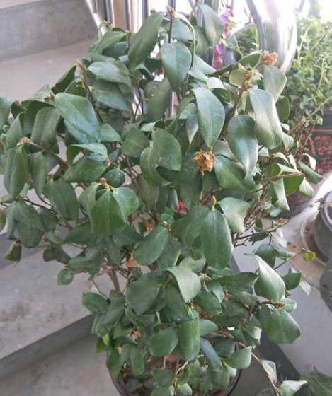 土栽茶花为什么少量叶 茶花新叶为什么会落叶