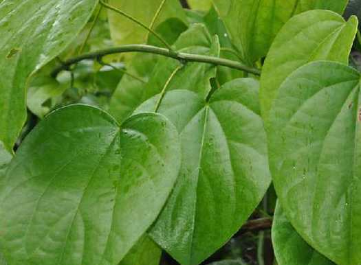 有藤的大叶植物有哪些 球根,宿根的藤本植物有哪些