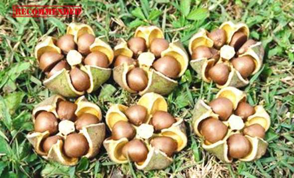 茶花的种子是什么样子 茶花的种子要怎样才能出芽